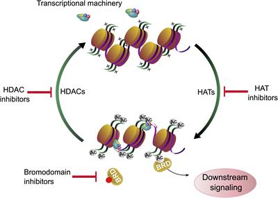 Impact of HDAC Inhibitors on Protein Quality Control Systems: Consequences for Precision Medicine in Malignant Disease